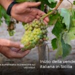 Inizio della vendemmia italiana in Sicilia