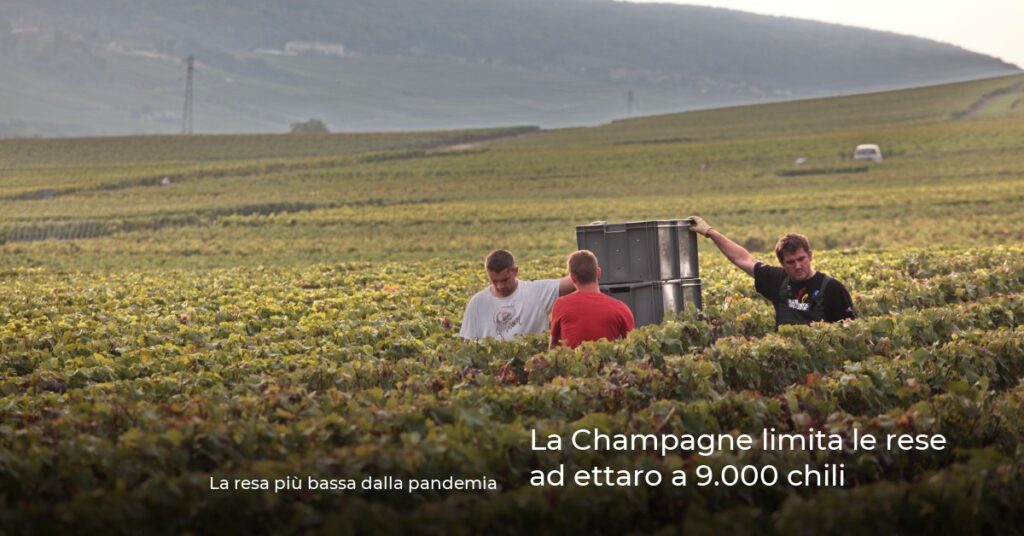 La Champagne limita le rese ad ettaro a 9.000 chili