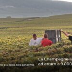 La Champagne limita le rese ad ettaro a 9.000 chili