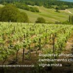 Roederer affronta il cambiamento climatico con vigna mista