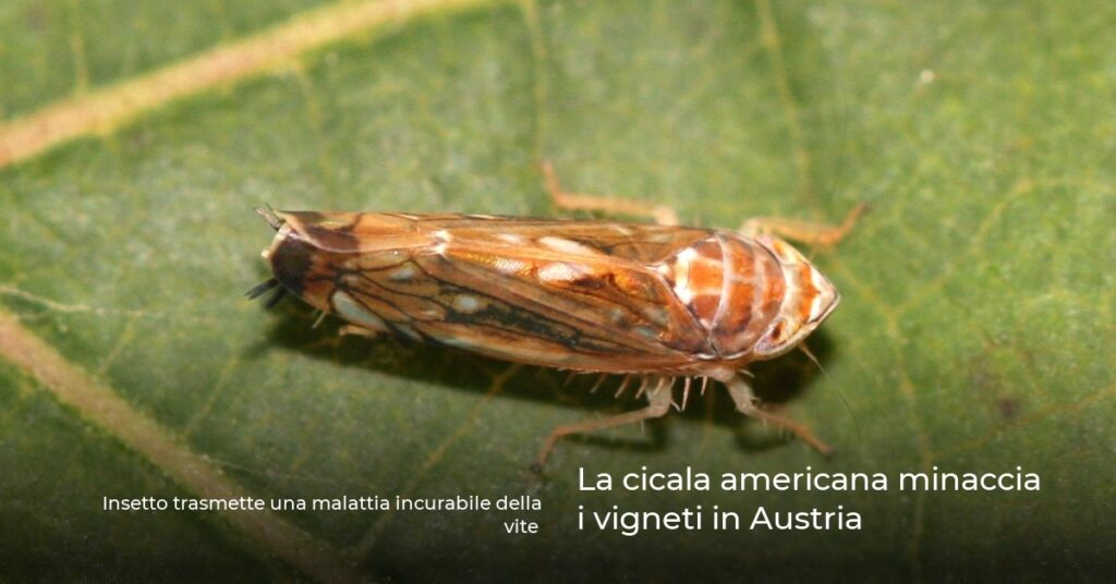 La cicala americana minaccia i vigneti in Austria