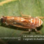 La cicala americana minaccia i vigneti in Austria