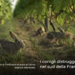 I conigli distruggono i vigneti nel sud della Francia