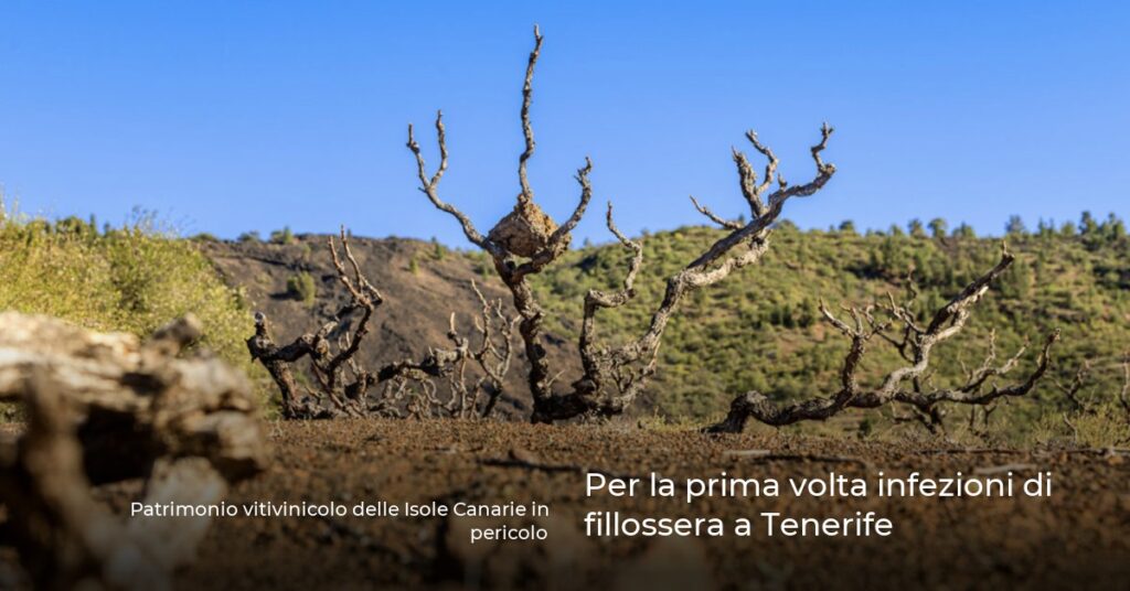 Per la prima volta infezioni di fillossera a Tenerife
