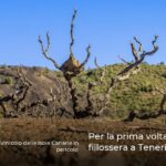 Per la prima volta infezioni di fillossera a Tenerife
