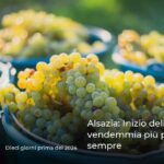 Alsazia: Inizio della vendemmia più precoce di sempre