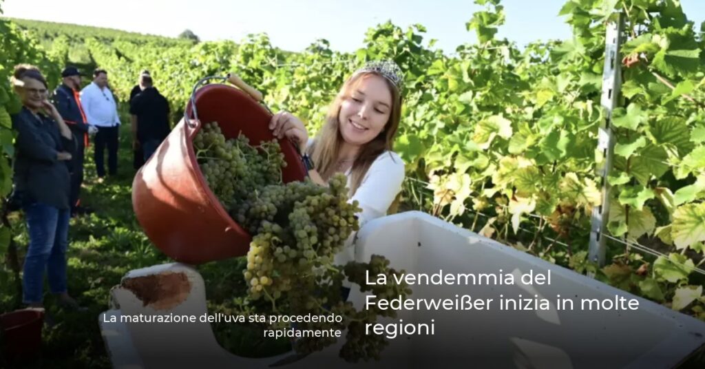 La vendemmia del Federweißer inizia in molte regioni