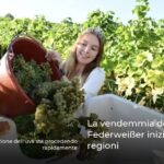 La vendemmia del Federweißer inizia in molte regioni
