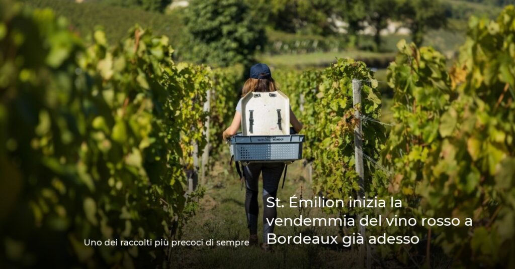 St. Émilion inizia la vendemmia del vino rosso a Bordeaux già adesso